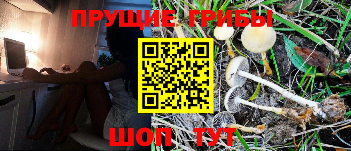Галлюциногенные грибы Psilocybe Кузнецк